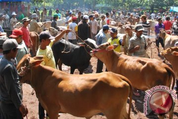 Harga sapi kurban di Bogor naik 20 persen