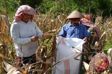 UNDP kenalkan biochar, produksi jagung naik empat kali lipat