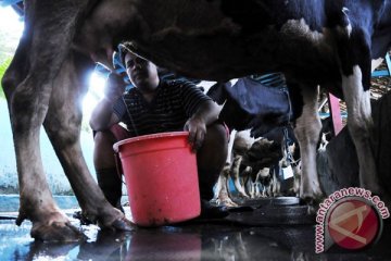 Jaktim buka gerai susu ciptakan 5.277 wirausaha baru