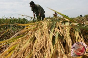 Metode SRI tingkatkan produksi padi petani Langkat