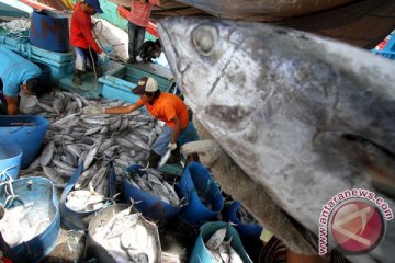 Nelayan Gunung Kidul panen ikan tuna super