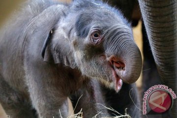 Gajah putih langka ditemukan di Myanmar