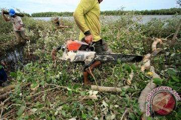 Gubernur: kondisi hutan mangrove Gorontalo sangat memprihatinkan