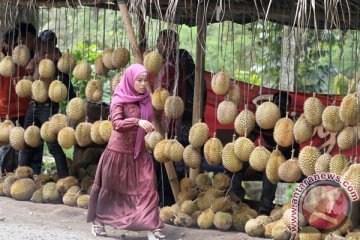 Pedagang buah musiman di Ambon panen rejeki