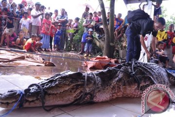 Warga Sampit tewas dimangsa buaya