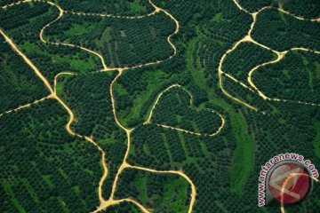 Mentan: kebun sawit sudah lebih luas dari sawah