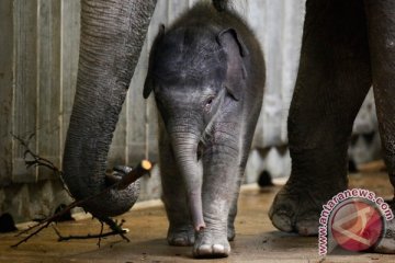 Gajah TNTN lahirkan bayi seberat 90 kilogram