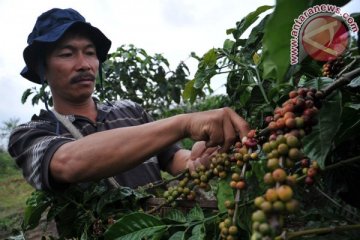 Kopi Semendo