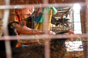 Ayam Kampung/Foto Joko Sulistyo