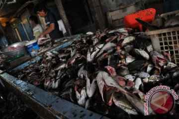 Limbah Ikan Gabus