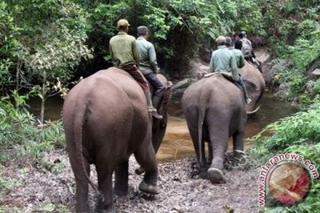 Ingin peliharaan, pungutlah gajah Indonesia