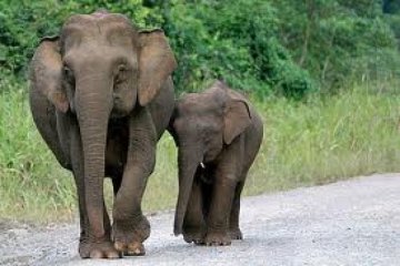 Gajah Zimbabwe keracunan sianida