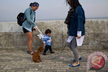 China larang jalan-jalan bawa anjing setelah perempuan melahirkan prematur