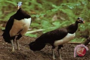 Penangkaran Burung Maleo , Saluki - Wesata.ID