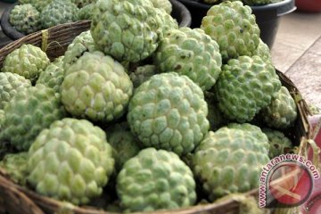 Tinggi permintaan buah srikaya di Sumbawa