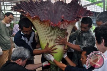 Bunga Bangkai hadir di Pameran Holtikultura Internasional