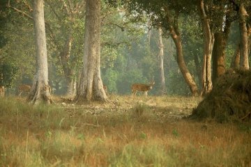 India tangkap perempuan AS yang masuki Kanha tanpa izin