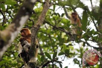 Ratusan bekantan stres karena kebakaran hutan