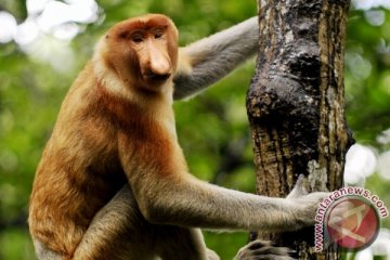 SBI minta kembangkan ekowisata Bekantan di Pulau Bakut