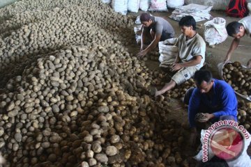 Dirjen hortikultura bantu pengembangan kentang Solok Selatan