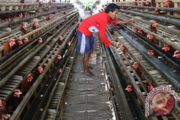 70 persen peternakan ayam petelur di Pulau Jawa dikuasai asing