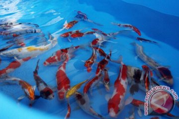 Sukabumi gelar lelang ikan koi berkualitas