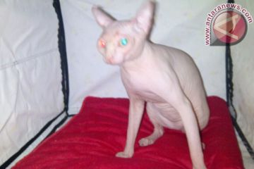 Kompetisi Kucing Hias