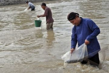 TEBAR BENIH IKAN