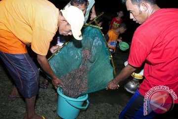 Budaya "Timba Laor" dilaksanakan 18 April 2014