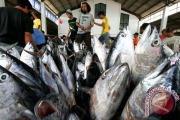 Harga ikan di Pekalongan naik 50 persen