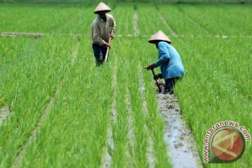 Pemerintah buka lahan baru sawah seluas 130 ribu hektar/tahun