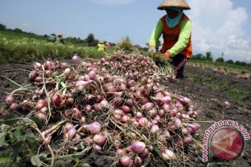 Harga bawang putih turun drastis