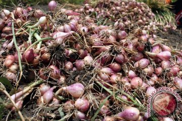 Harga bawang merah naik akibat kurangnya suplai