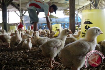 Peternak ayam keberatan naiknya harga pakan