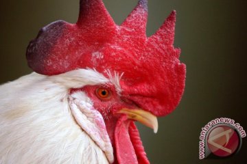 150 ayam mati mendadak di Magelang