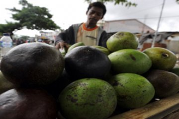 KHASIAT BUAH ALPUKAT