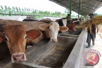 Peneliti: teknologi molekuler bisa atasi kelangkaan daging