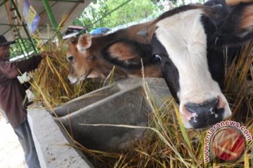 Penggemukan sapi diminati peternak Indramayu