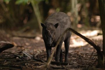 Populasi Babi Rusa Menurun