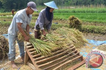 Petani Kolaka panen padi seluas 181 ha