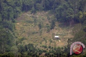 2.000 pohon sawit di hutan konservasi Seluma ditumbangkan