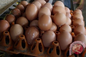 Telur naik Rp5.000 per papan terkait BBM