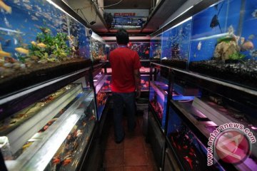 Sukabumi bangun pusat promosi ikan hias