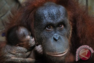 Orangutan Indonesia diperkirakan tinggal 6.000 ekor