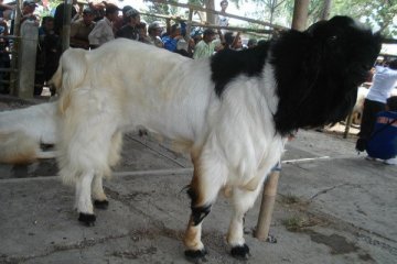 Kontes kambing PE jadi obyek wisata