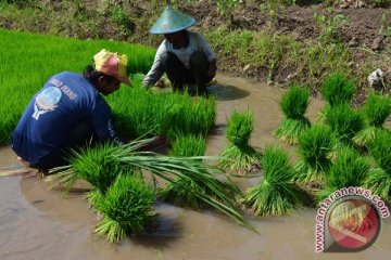 Kaltim siap kembangkan padi unggul nasional