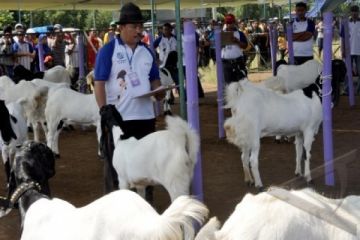 KONTES KAMBING ETAWA