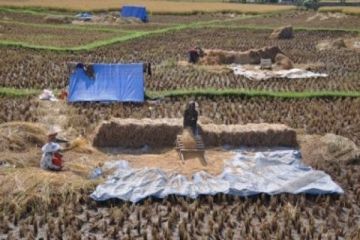 BANTUAN PENCETAKAN SAWAH