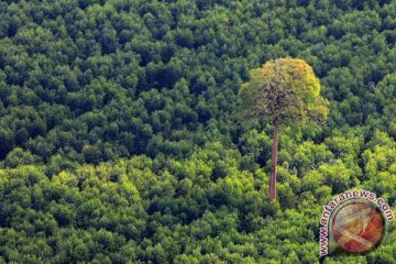 DPR harapkan Jokowi prioritaskan pembangunan hutan