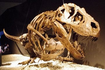 AS kembalikan kerangka Tyrannosaurus curian ke Mongolia